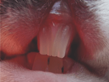 sobrecrecimiento dental conejos