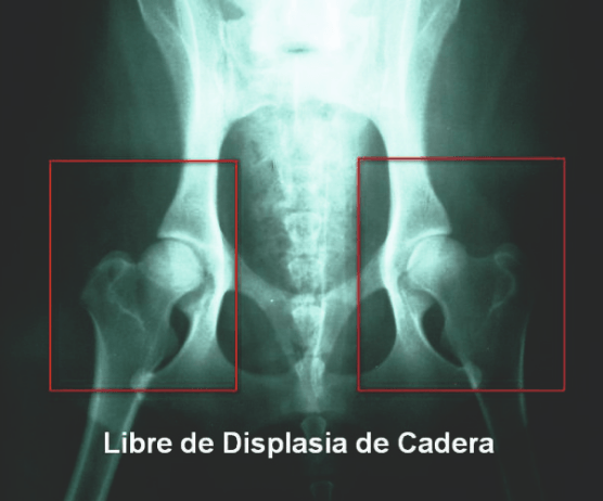Displasia cadera ANIMAX Clínica Veterinaria. Badajoz.